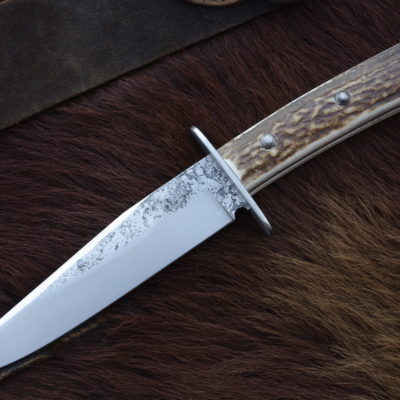 Svačiňáček paroh elegant